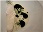 turbot